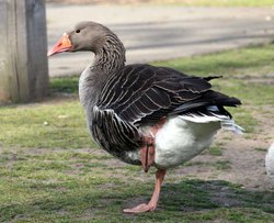 A goose at abbey park Wallpaper