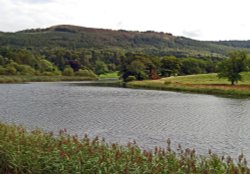 A view from the Train on the Lakeside to Haverthwaite Railway Wallpaper