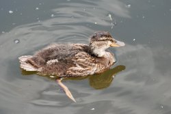 Mallard duckling Wallpaper