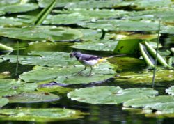 Grey Wagtail feeding on lily pads. Wallpaper