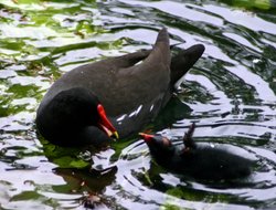 Moorhen feeding chick on lake at wallington Hall. Wallpaper