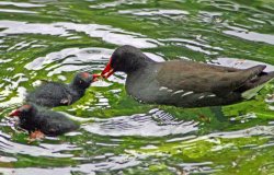 Moorhen feeding chick. Wallpaper