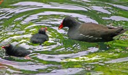 Moorhen feeding chick Wallpaper