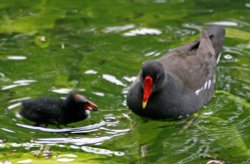 Mother Moorhen feeding chick. Wallpaper