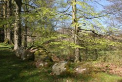 Woodland at Hawse End, Derwentwater Wallpaper