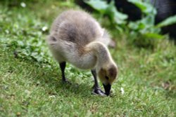 Young Canada Goose Wallpaper