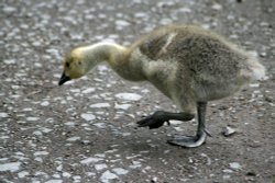 Young Canada Goose in the grounds of Wallington Hall. Wallpaper