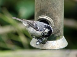 Coal Tit on feeder as seen from the nature hide at Wallington Hall. Wallpaper