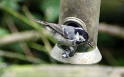 Coal Tit on feeder as seen from the nature hide at Wallington Hall. Wallpaper