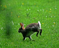 Rabbit in the field at wallington Hall. Wallpaper