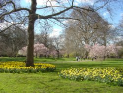 St. James's  Park in the Spring