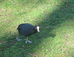 A Coot in St. James's Park. Wallpaper