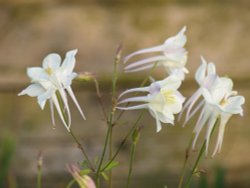 Flowers in Steeple Claydon allotments Wallpaper