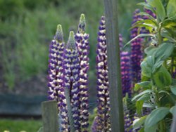 Flowers in Steeple Claydon allotments Wallpaper