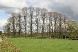 Trees on the outskirts of Hodnet Wallpaper