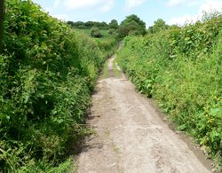 Country lane Wallpaper