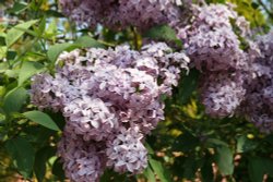 Lilac, Abbey Gardens Wallpaper