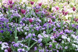 Garden bed, Abbey Gardens Wallpaper