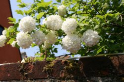 Snowball Tree, Lavenham Wallpaper