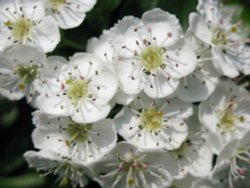 Hawthorn blossom