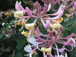 Honeysuckle