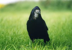 A Rook Beside the A 303 Near West Knoyle Wallpaper