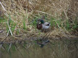 Duck in the Canal Wallpaper