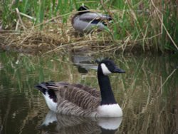 Duck in the Canal Wallpaper