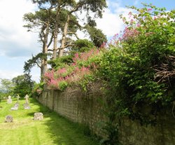 Valerian on Wall of Churchyard, St. Nicholas Church, Silton Wallpaper