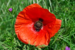 Poppy in field near Claybrooke Parva