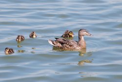 Ducks on Frolesworth Manor Lake Wallpaper