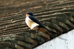 Swallow at Cragside Estate, nr Rotherbury, Northumberland. Wallpaper