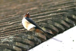 Swallow at Cragside Estate, nr Rotherbury, Northumberland. Wallpaper