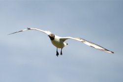 Black Headed Gull at Cragside Estate, nr Rotherbury, Northumberland. Wallpaper