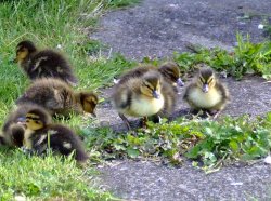 Mallard ducklings Wallpaper