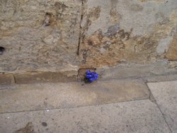 Wee flowers & Cotswold stone Wallpaper