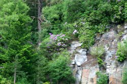 Cragside Estate, nr Rotherbury, Northumberland. Wallpaper