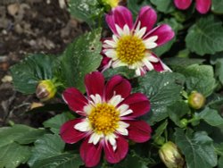 Flowers in the walled garden Wallpaper