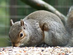 Cheeky grey squirrel Wallpaper