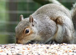 Grey squirrel Wallpaper