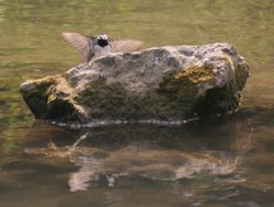 Pied Wagtail Wallpaper