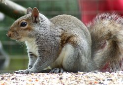 Grey squirrel Wallpaper