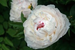 Peony Rose in Saltwell Park Wallpaper