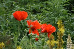 Poppies in Saltwell Park Wallpaper