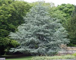 Saltwell Park, Gateshead. Wallpaper