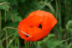 Poppies in Saltwell Park Wallpaper