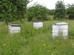 Beehives in the meadow at Sissinghurst castle garden, Kent Wallpaper