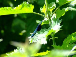 Banded demoiselle Wallpaper