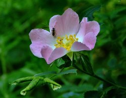 Dog rose Wallpaper