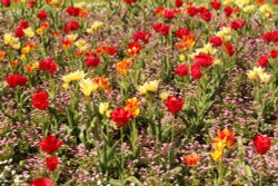 Tulips in Hope Park Wallpaper